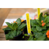 Консуматив Brother TZe-631 Tape Black on Yellow, Laminated, 12mm, 8m - Eco